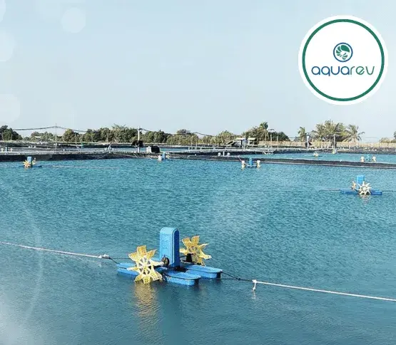 Aquarev: Elevating Sustainable Shrimp Farming with Logiframe’s Expert